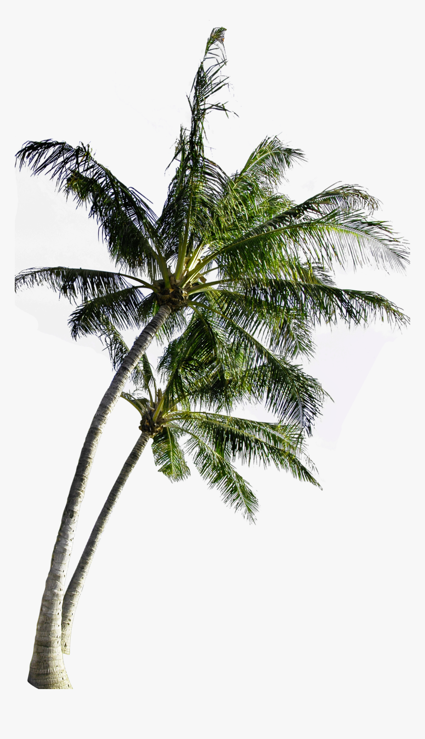 Coconut Computer Tree File Free Transparent Image Hd - Coconut Tree Transparent Background, HD Png Download, Free Download