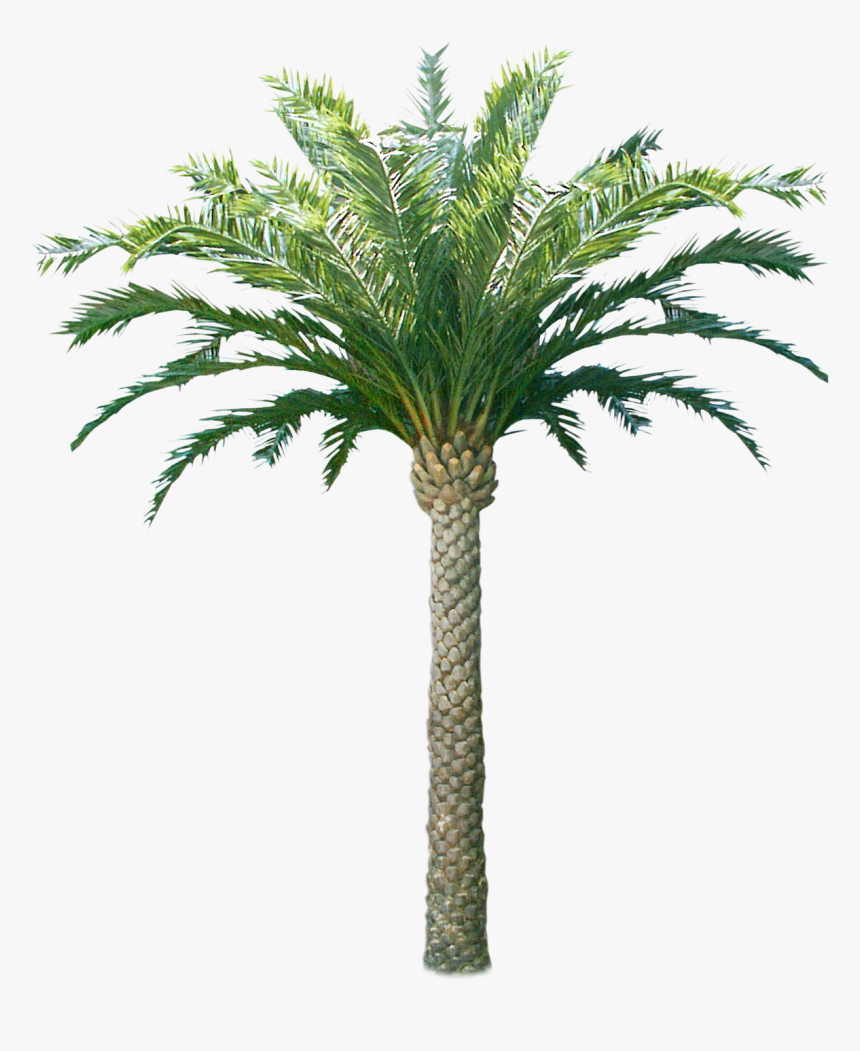 Palm & Coconut Trees Texture 3d Coconut Tree Png - Coconut Tree Texture, Transparent Png, Free Download