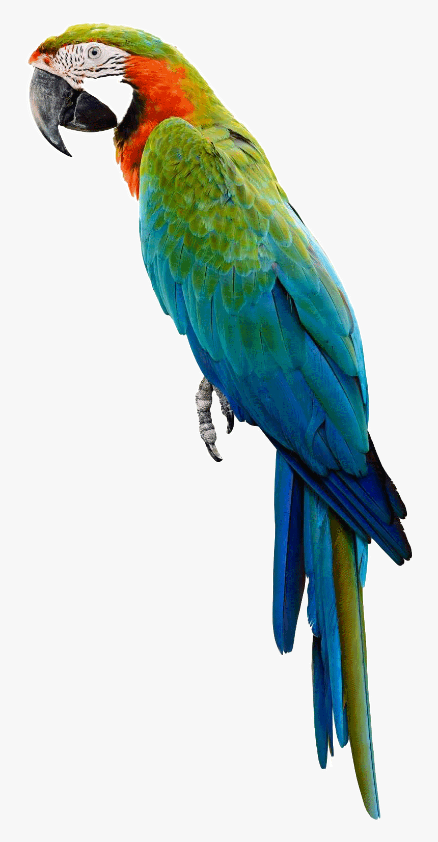 Transparent Background Parrot Png, Png Download, Free Download