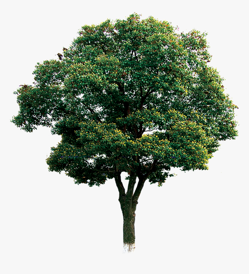 Computer Tree File Branch Download Hd Png Clipart - Tree Png Hd, Transparent Png, Free Download