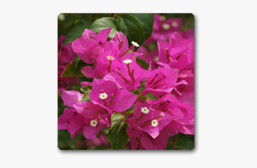 Wildflower - Bougainvillea Flower, HD Png Download, Free Download