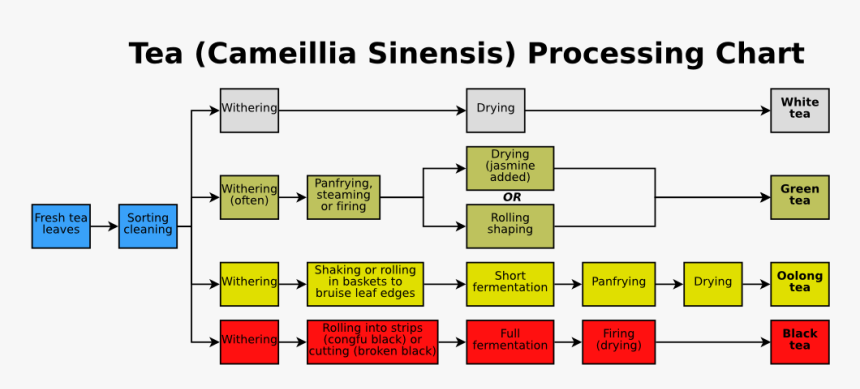 Tea Processing Chart - Green Tea Process Diagram, HD Png Download, Free Download
