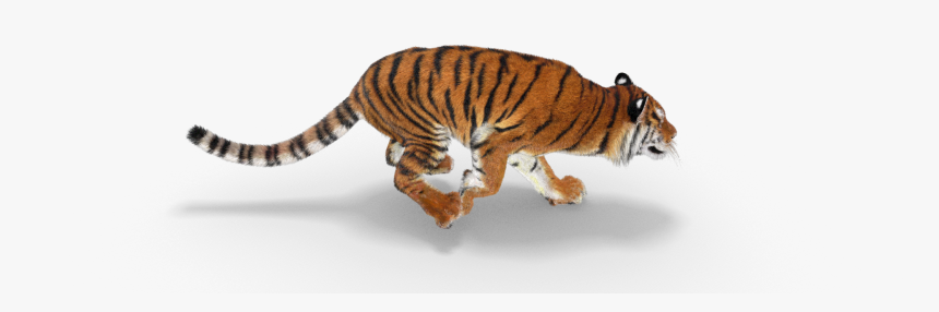 Safari Park Tiger - Running Tiger Transparent Background, HD Png Download -  kindpng