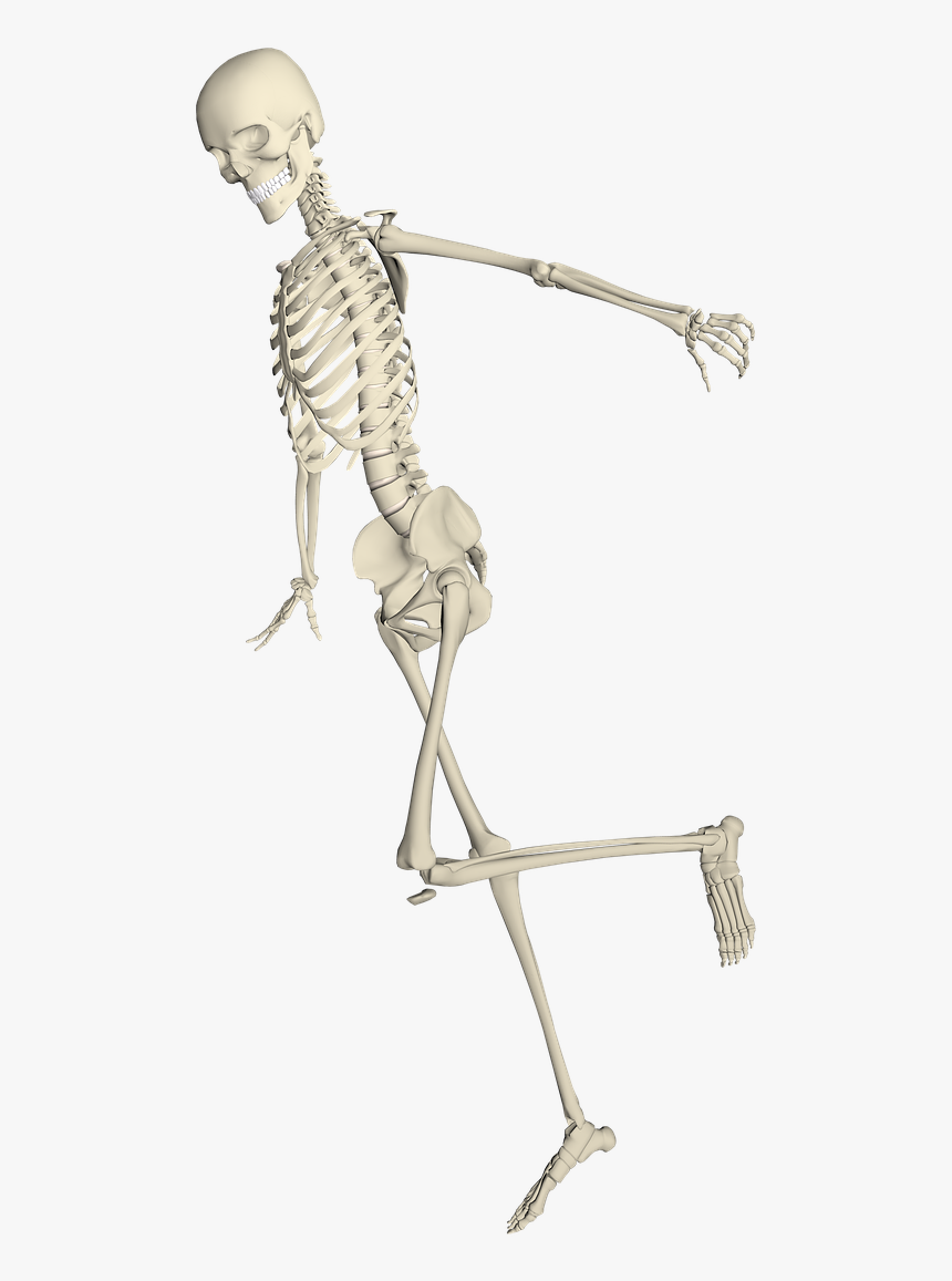 Skeleton Weis Fall Run Stumble Png Image - Skeleton Running With Transparent Background, Png Download, Free Download