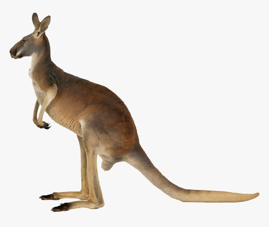 Kangaroo Png, Transparent Png, Free Download