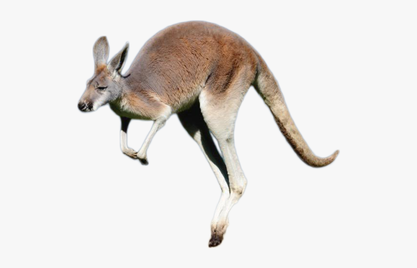 Kangaroo Png Image - Transparent Background Kangaroo Png, Png Download, Free Download