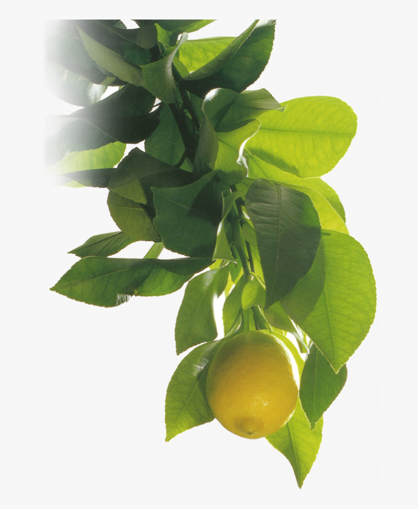 Lemon - Bay Laurel, HD Png Download, Free Download