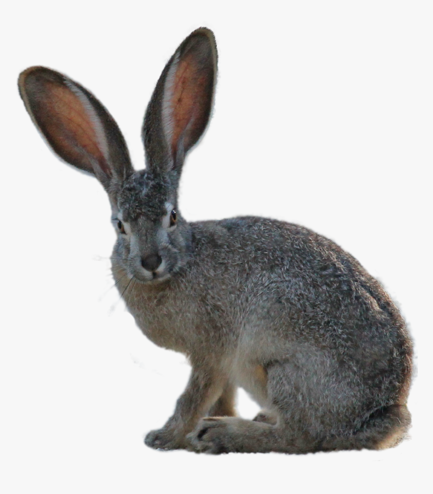 Kangaroo Png Image - Jack Rabbit Transparent Background, Png Download, Free Download