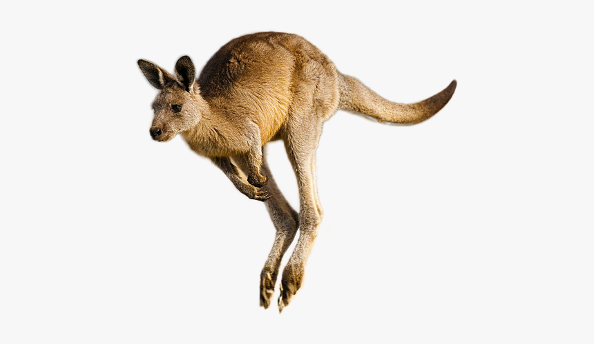 Kangaroo Png Image - Kangaroo Png, Transparent Png, Free Download