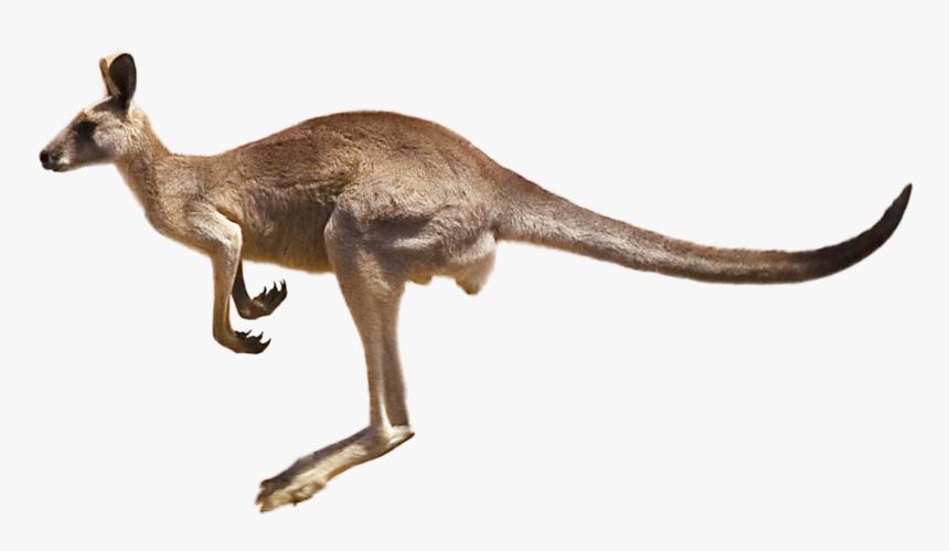 Kangaroo Png Image - Australian Animals, Transparent Png, Free Download