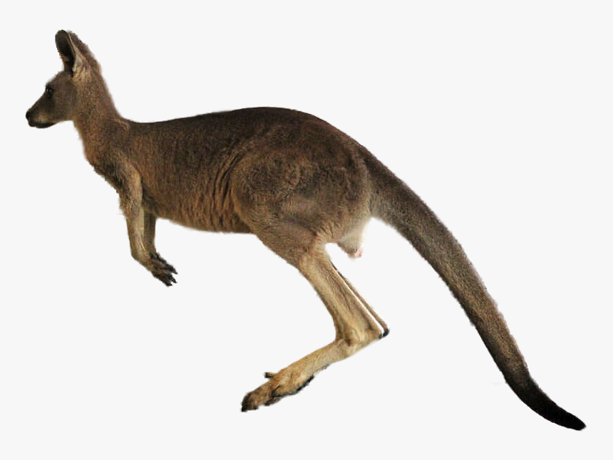 Kangaroo Png Transparent Images - Kangaroo Transparent, Png Download, Free Download