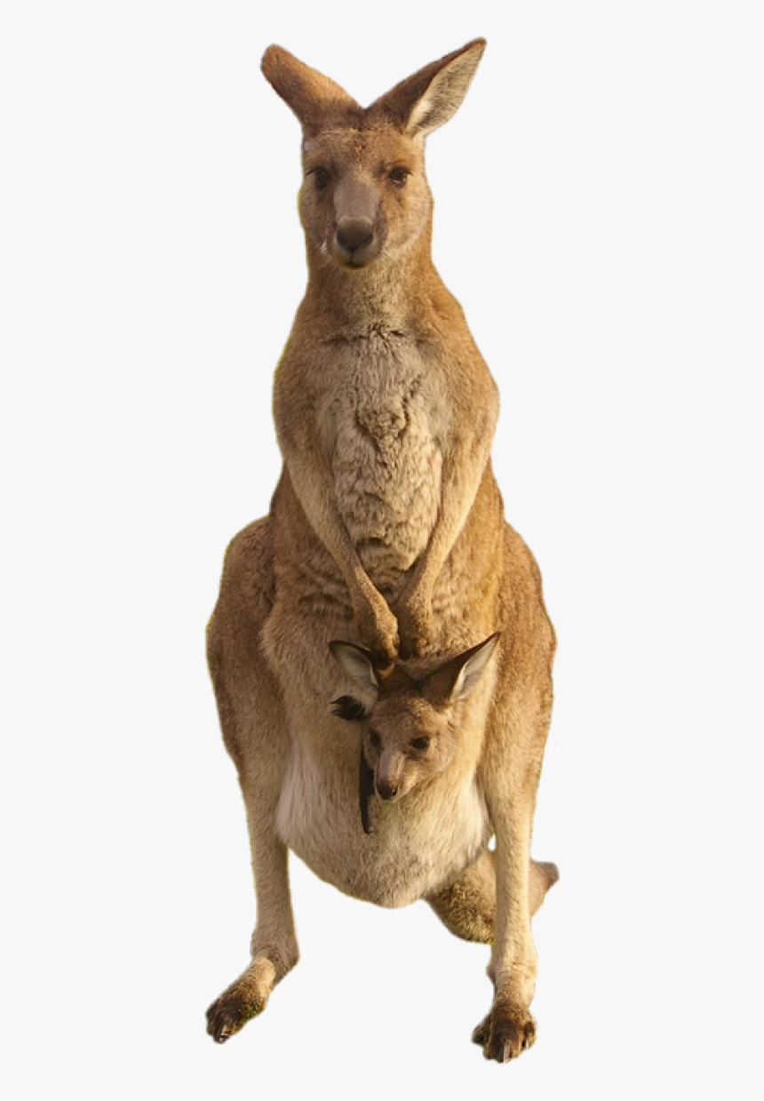 Kangaroo Png, Transparent Png, Free Download