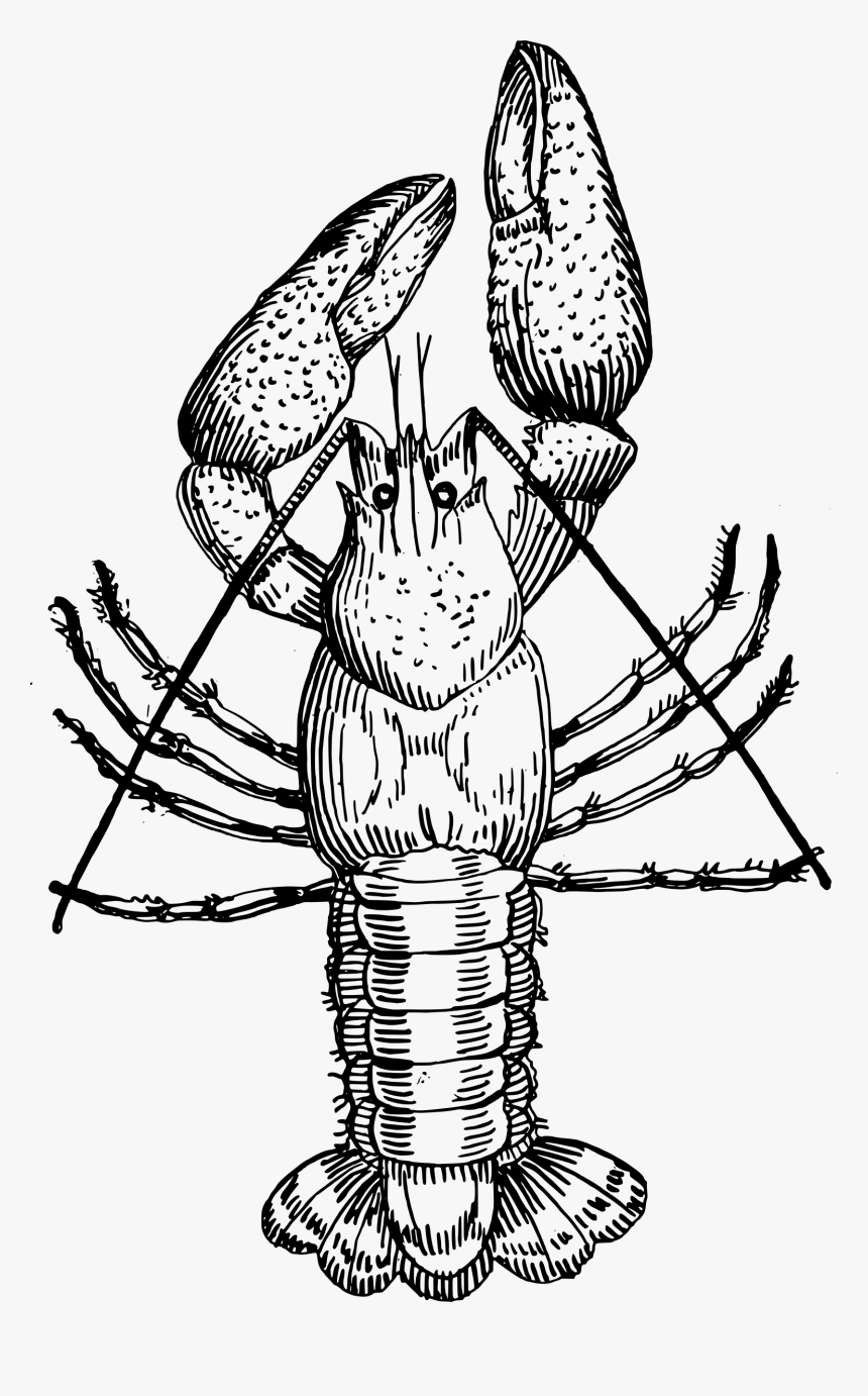 Crayfish Drawing Louisiana Crawfish Clip Art - Crawfish Vector, HD Png Download, Free Download