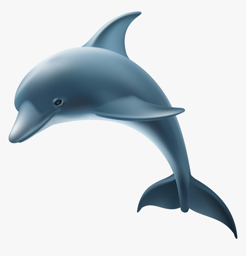 Common Bottlenose Dolphin Transparency And Translucency, HD Png Download, Free Download