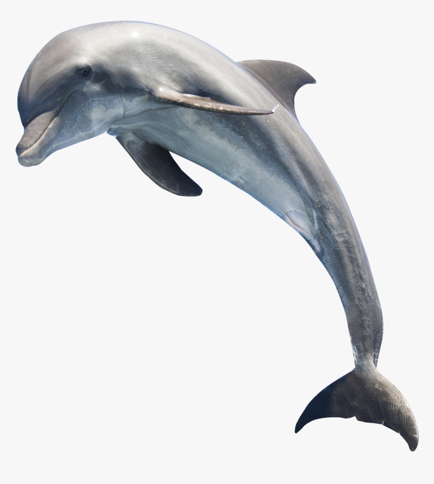 Dolphin Png, Transparent Png, Free Download