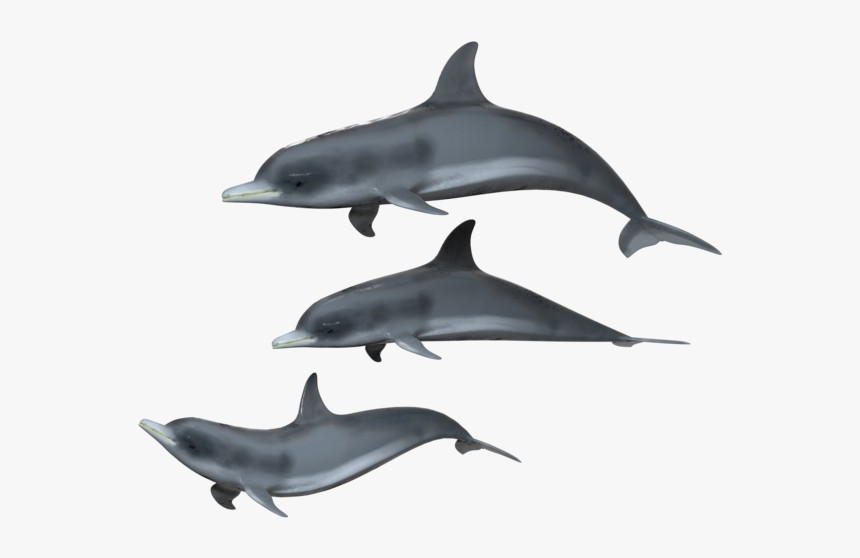 Dolphins Transparent Background, HD Png Download, Free Download