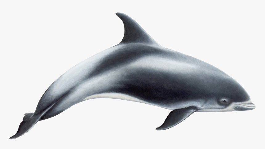 Dolphin Png - White Beaked Dolphin, Transparent Png, Free Download