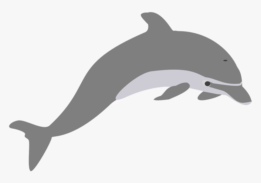 Dolphins Clipart, HD Png Download, Free Download
