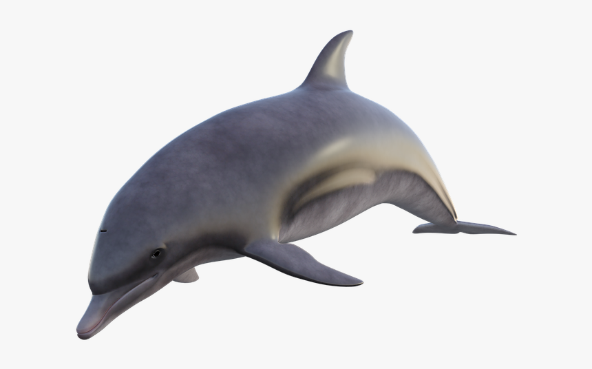 Dolphin, Fish, Ocean, Sea, Water, Underwater, Mammal - Golfinho Png, Transparent Png, Free Download