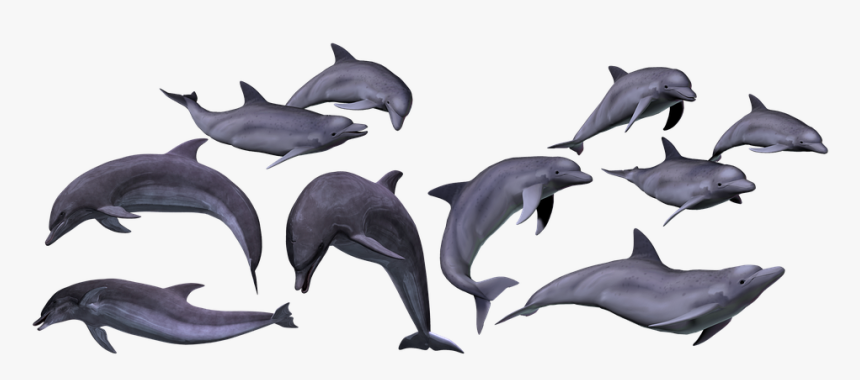 Dolphins, Marine, Sea, Ocean, Animal, Isolated, Render - Dolphin Png, Transparent Png, Free Download