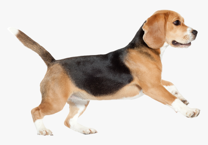 Beagle Sticker By Taliafera - Dog Png Walking, Transparent Png, Free Download