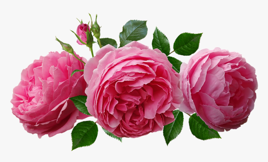 Rosas, Rosa, Fragante, Perfume, Flores, Acuerdo, Jardín - Arranjo Rosas Png, Transparent Png, Free Download