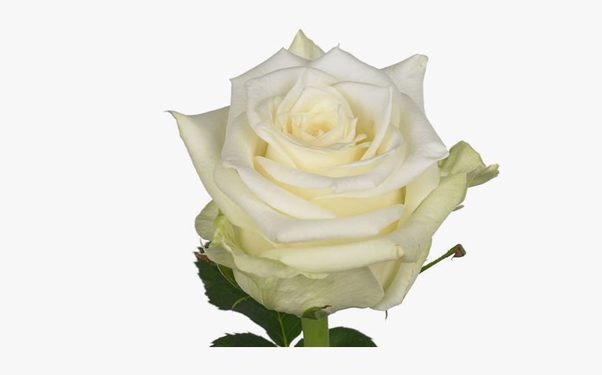 Png Rosa Bianca - Rosa Bianca Png, Transparent Png, Free Download