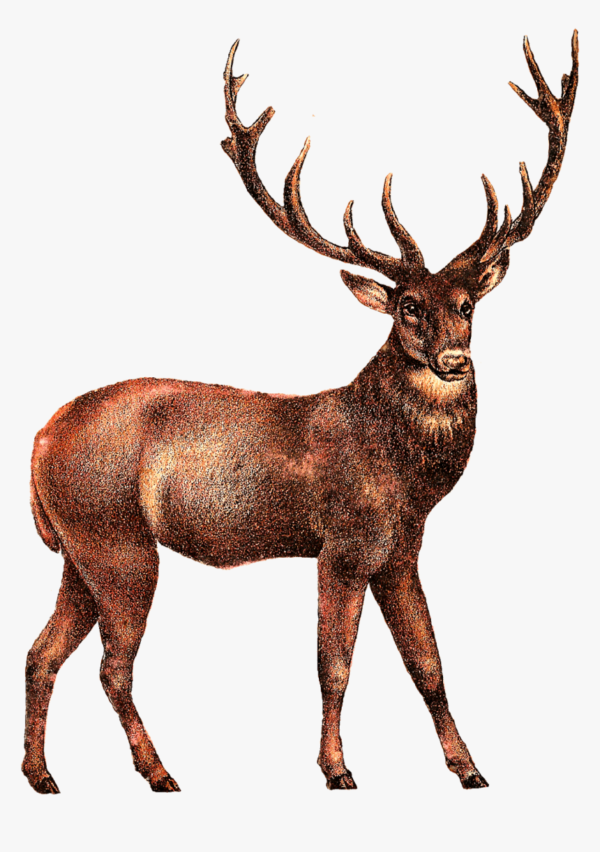 Elk Png Transparent Image - Elk, Png Download, Free Download