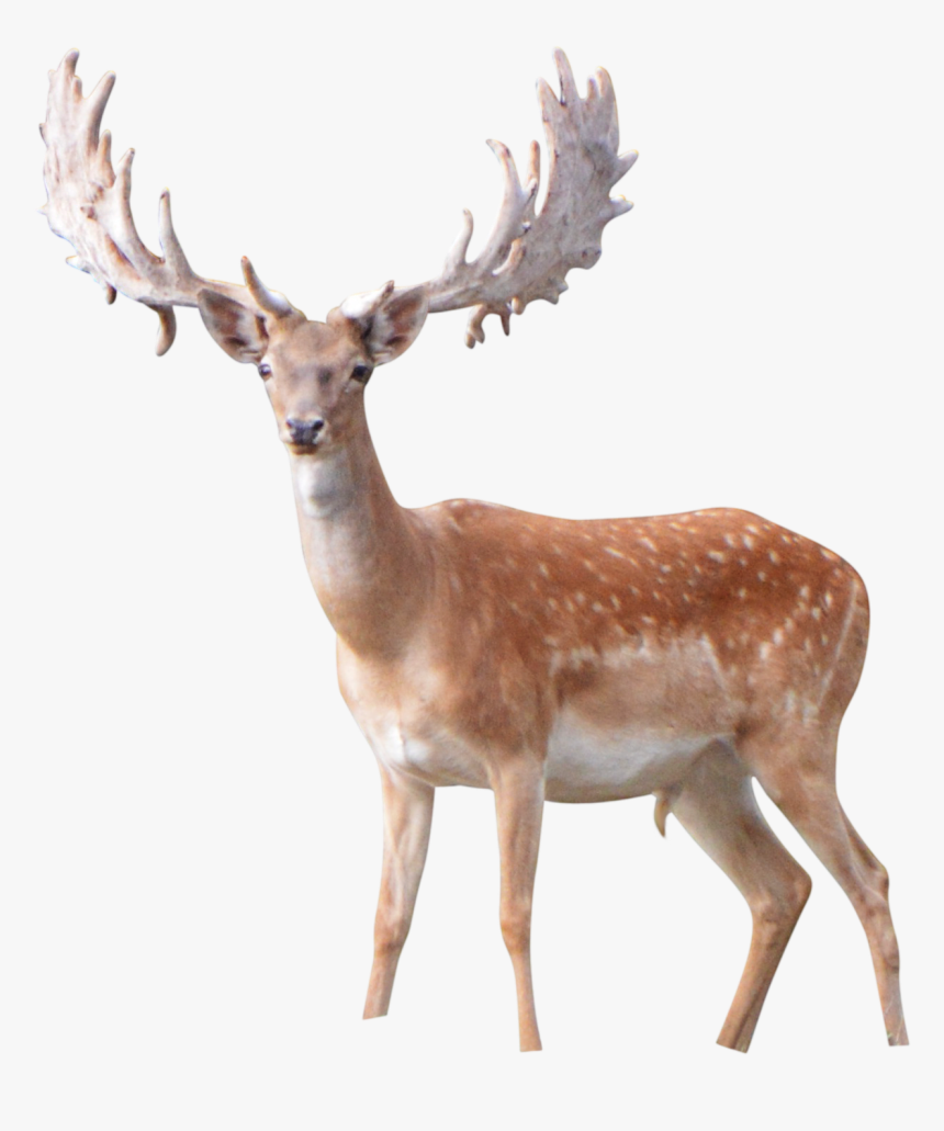 Elk Png Image File - Antler, Transparent Png, Free Download