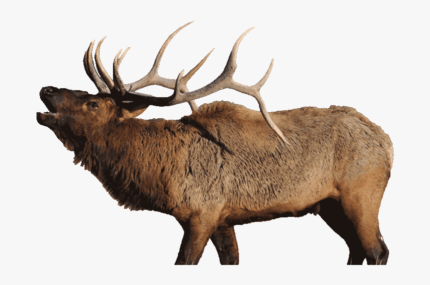 Elk Png, Transparent Png, Free Download