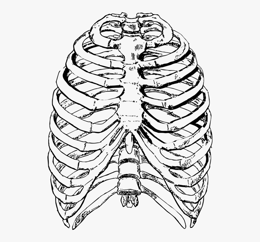 Ribs Front, Rib Cage, Ribs, Rib, Skeleton, Human - Rib Cage Drawing, HD Png Download, Free Download