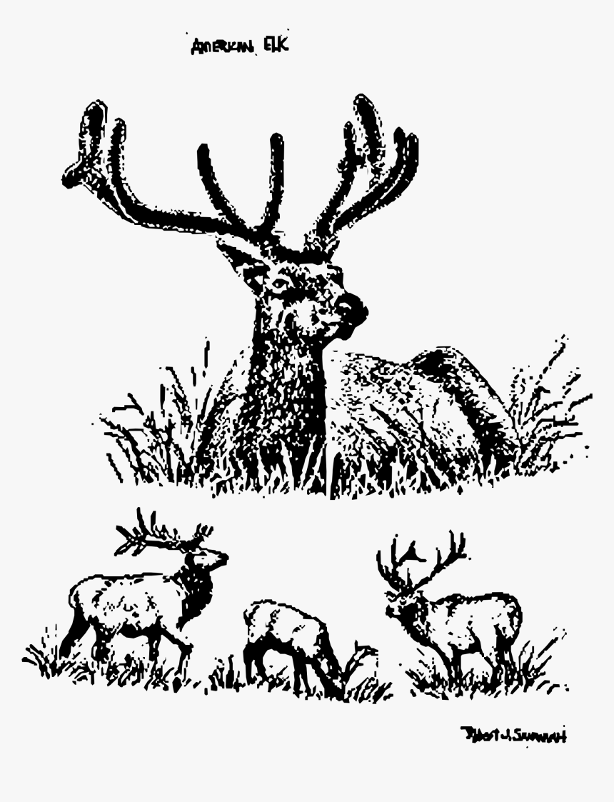 American Elks Clip Arts - Line Art Animals, HD Png Download, Free Download