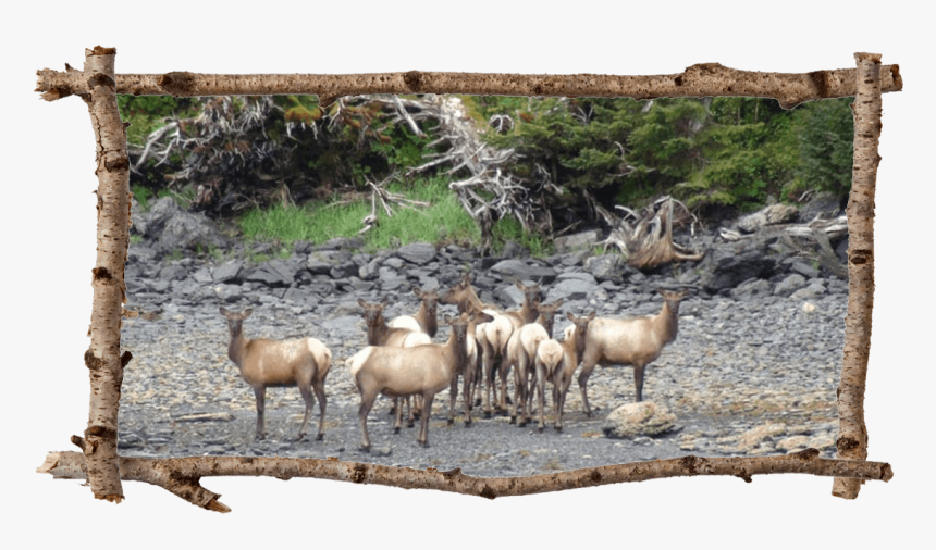 Herd Of Elk - Josh Luke Randall Seal Bay, HD Png Download, Free Download