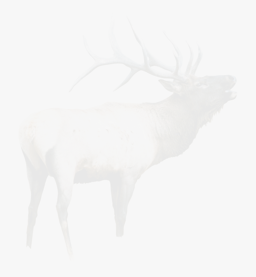 Elk, HD Png Download, Free Download