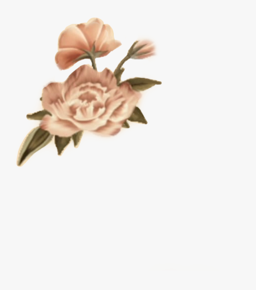 #shawnmendes #shawnmendesarmy #shawnpeterraulmendes - Shawn Mendes Flower Sticker, HD Png Download, Free Download