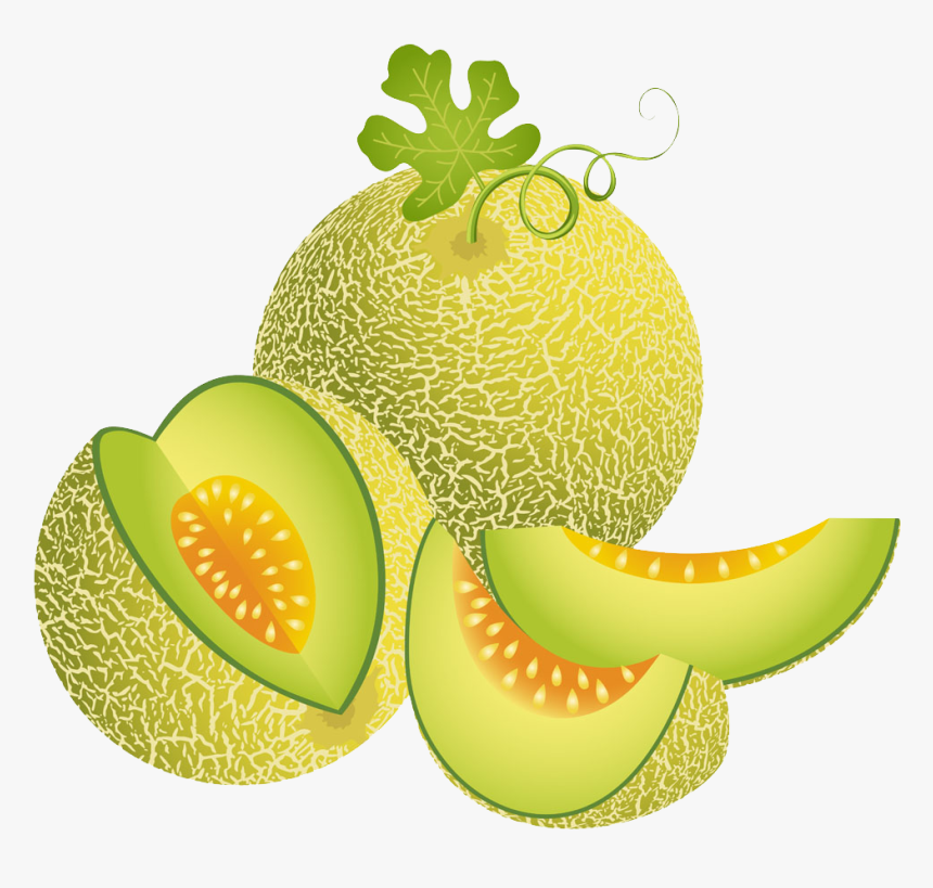 Transparent Honeydew Clipart - Melon Vector, HD Png Download, Free Download