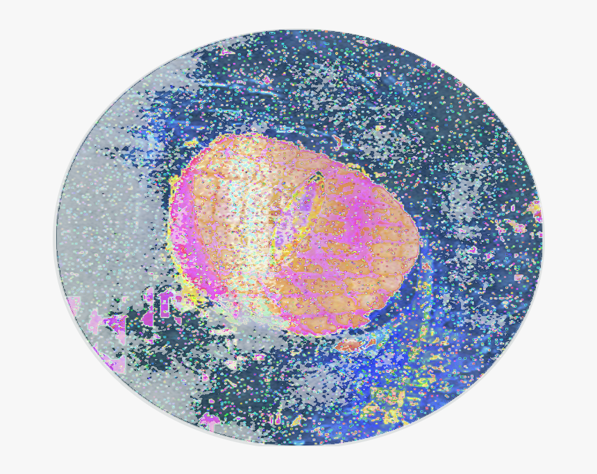 Data Moshing Digital Art Glitch Art Trippy Cat Cat - Trippy Circles Transparent, HD Png Download, Free Download