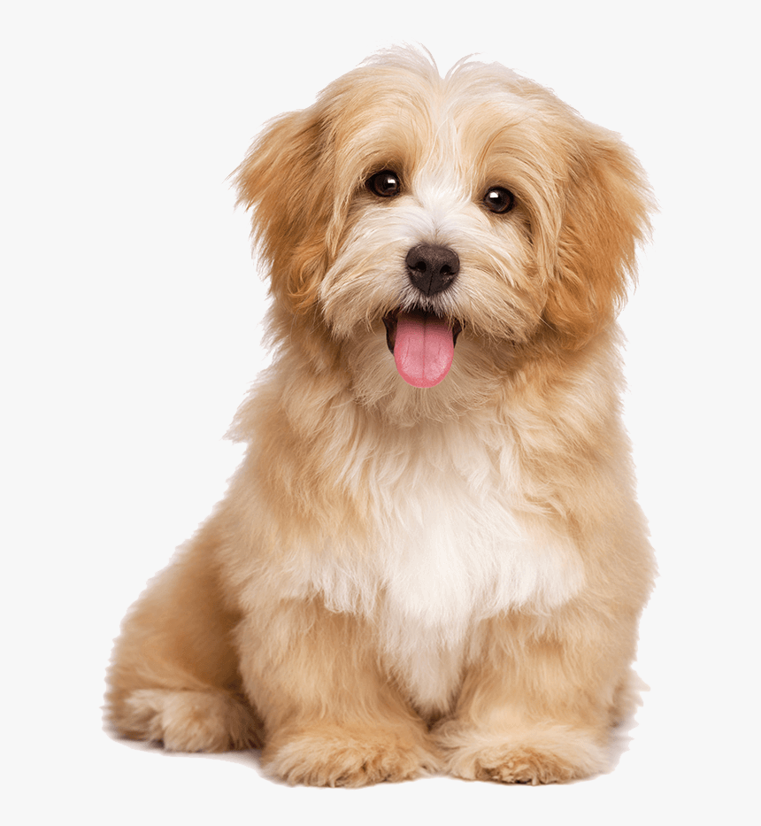 Buster And Whiskers Pet Care Services Astoria - Dogs Sitting, HD Png Download, Free Download