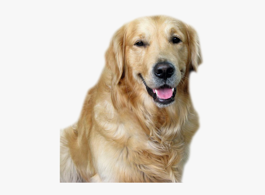 Dog Png Some People Say Golden Delights - Pet Shop Online Free Delivery, Transparent Png, Free Download