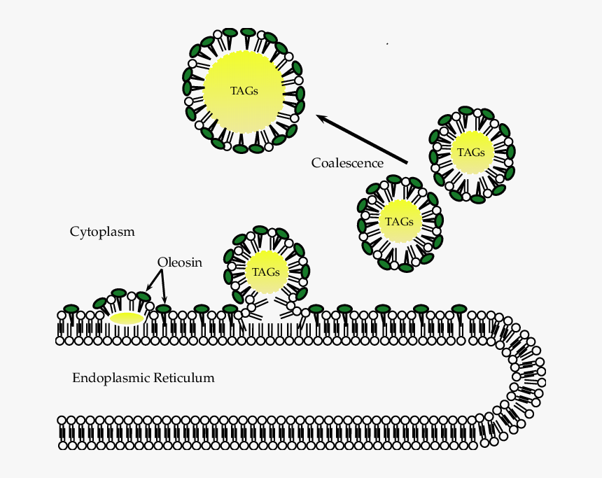 Biogenesis Of Obs By Bending From The Two Leaflets - Circle, HD Png Download, Free Download