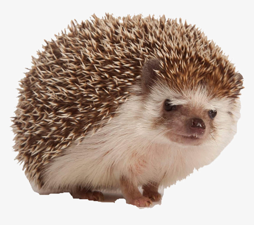 Hedgehog Png Free Download - Hedge Hogs, Transparent Png, Free Download