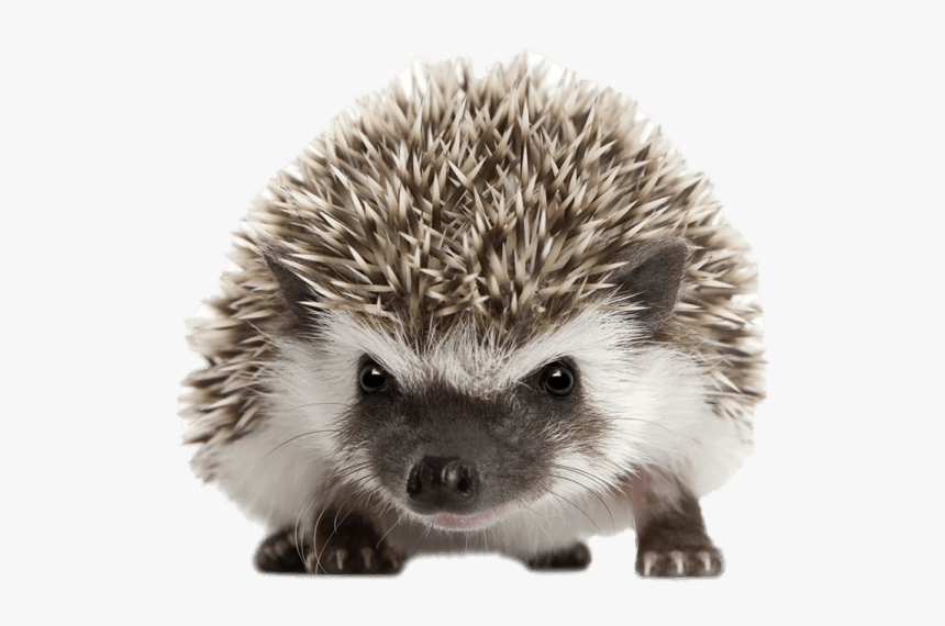 Hedgehog Front View - Hedgehog Transparent Background, HD Png Download, Free Download