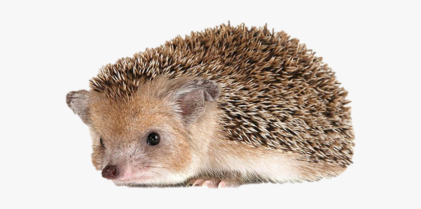 Download Hedgehog Png Transparent Images Transparent - Hedgehog Percy The Park Keeper, Png Download, Free Download