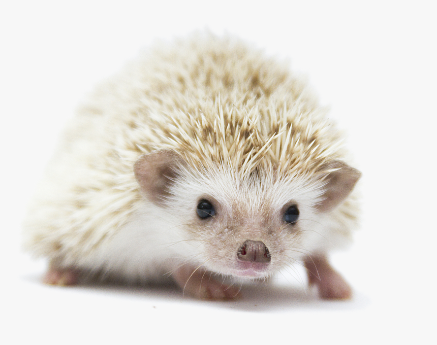 Transparent Hedgehog Png - Hedgehog Transparent Background, Png Download, Free Download