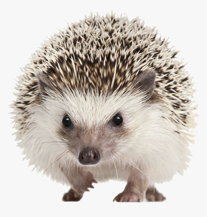 Hedgehog Png Transparent Image - Hedgehog Transparent, Png Download, Free Download