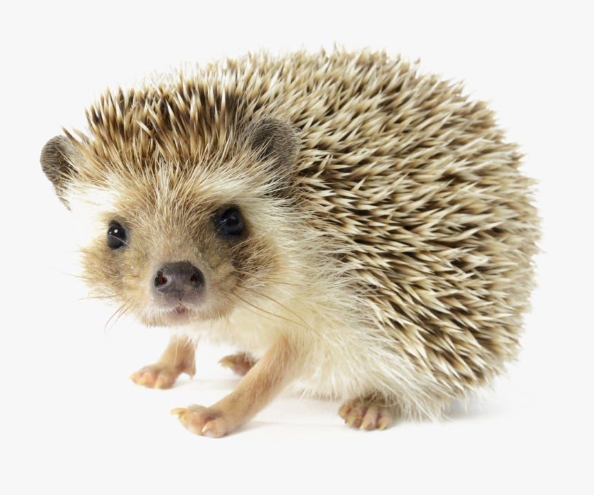 Hedgehog Png, Transparent Png, Free Download