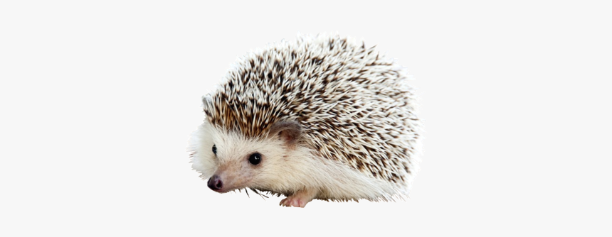 Carl The Hedgehog, HD Png Download, Free Download