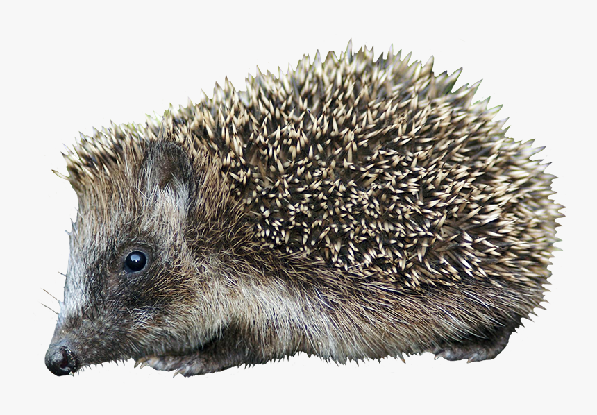 Cut-out Hedgehog Clipart - Domesticated Hedgehog, HD Png Download, Free Download