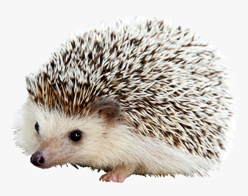 Carl The Hedgehog, HD Png Download, Free Download