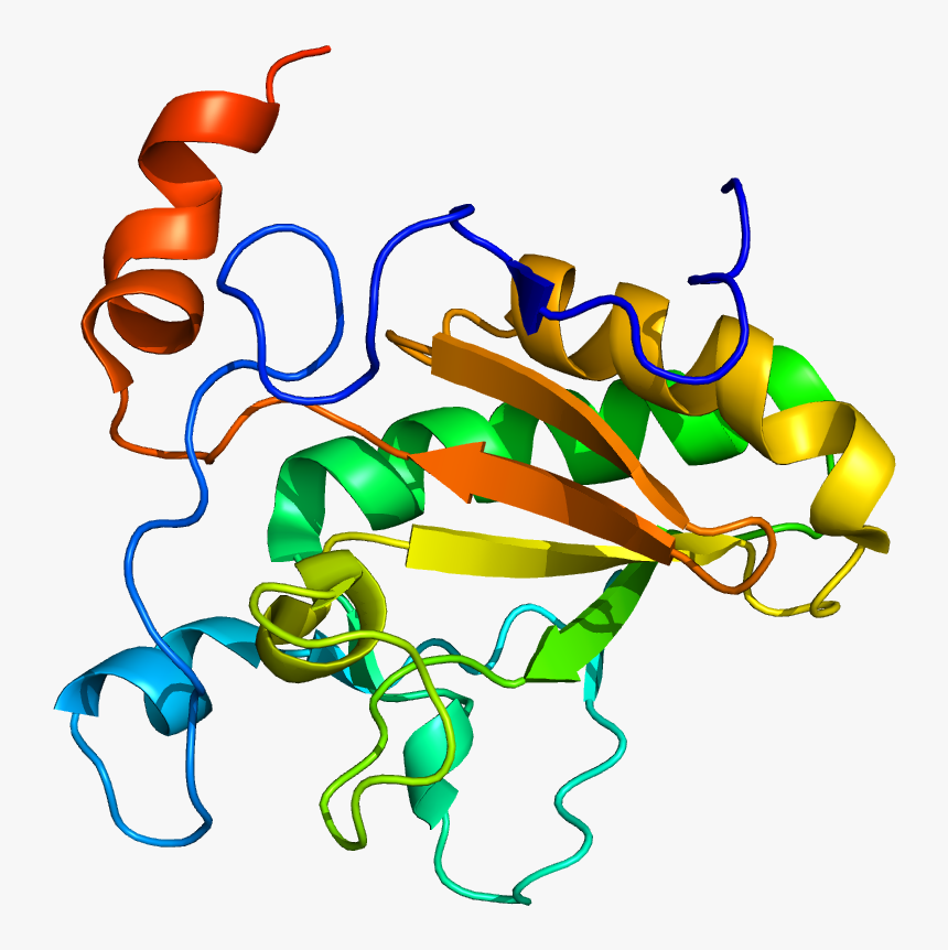 Protein Dhh Pdb 2wfq - Sonic Hedgehog Protein Structure, HD Png Download, Free Download